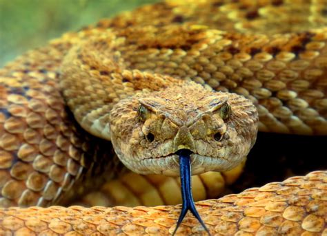 Sunday Snapshot A Close Encounter With An Arizona Rattlesnake