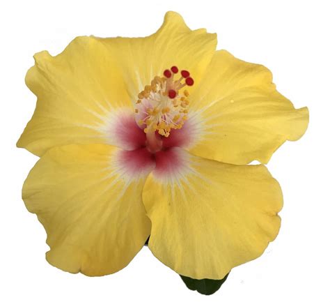 Chatty Cathy Hollywood Hibiscus Plant 4 Pot Indoors Or Out