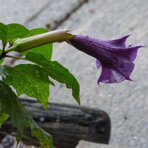 When fresh, all parts are poisonous, especially to children. Poisonous Plants In The Home Garden: What Are Common ...