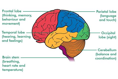 Parts Of The Human Brain And Functions