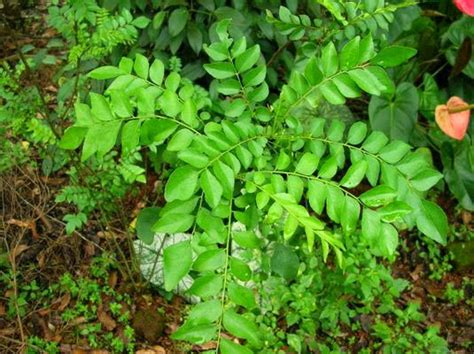 Rutaceae which represent more than 150 genera and 1600 species1. Murraya koenigii (Curry tree, Karapincha) ~ Medical Plants ...