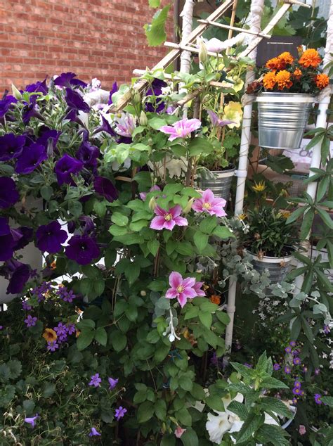 We did not find results for: Clematis on my balcony is flourishing!