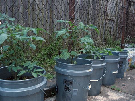Bucket Container Planting Vegetables Using Buckets For