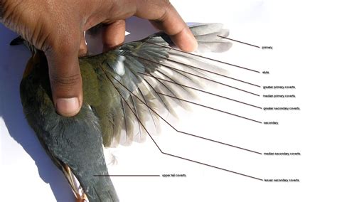 Covert Feather Anatomy Tutorial Animal Study Feather