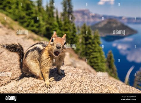 An Adorable Chipmunk With Open Mouth On The Top Of Stone Fence