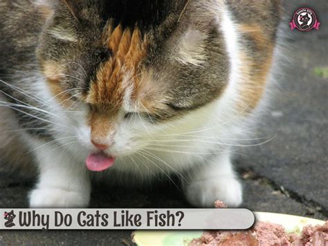 Why Do Cats Like Fish Sweetie Kitty 2022 Sick Cat Cat Shedding