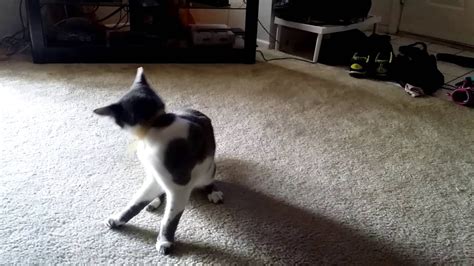 Cat Chasing Tail Youtube