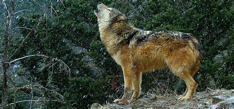 Wolves Keep the Ecosystem in Balance - Nature Photo Studios