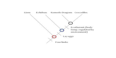 Cladogram Definition Parts And Examples Lesson