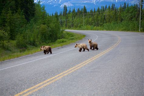 Wildlife Travel Yukon Yukon Canada Official Tourism Website For