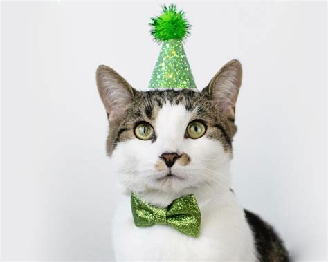 Pet Party Hat Mini Cat Birthday Party Hat Mini Cat Party Etsy