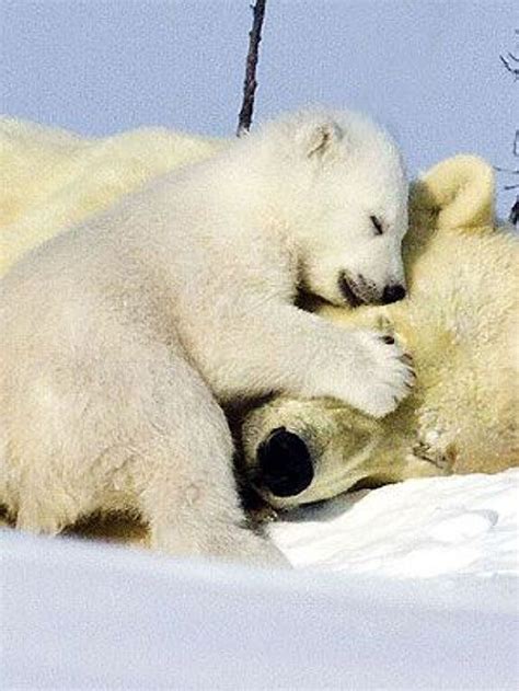 137 Best El Oso Polar Images On Pinterest Polar Bears