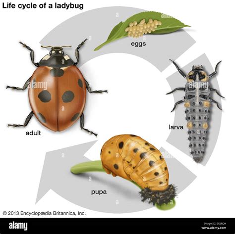 Life Cycle Of A Ladybug Stock Photo Alamy