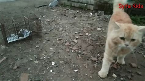 Adalah pro plan yang merupakan kucing yang tidak cocok dengan makanan ini kotorannya akan menjadi lembek. Kucing Tidak nafsu makan Tikus, kucing lucu - YouTube