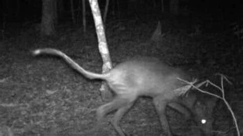 Was It A Chupacabra Nc Biologists Try To Identify Spooky Creature Seen