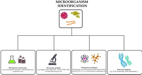 Microorganisms Free Full Text Advances In Chemical And Biological