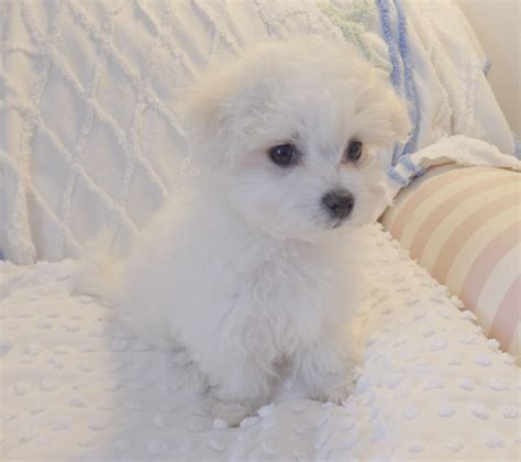 Baby Bella Maltese Puppy 10 Weeks Teacup Puppies Maltese Maltese