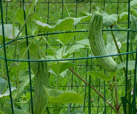 Armenian Cucumber Cucumis Melo Var Flexuosus