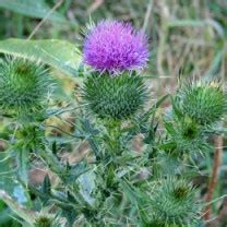 Your purple weed stock images are ready. Thistle and Weed Control - Weed Service | Tuff Turf ...