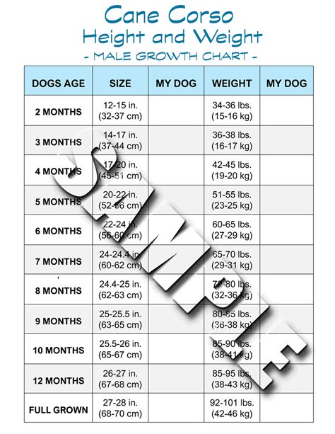 Cane Corso Size And Weight Growth Charts Downloadable