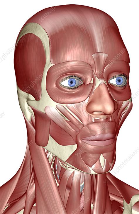 The Muscles Of The Head And Neck Stock Image F0018774 Science