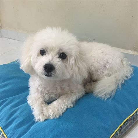 Puppies come with a six year health guarantee and are very healthy! 45+ Maltese Cross Bichon Dog - l2sanpiero
