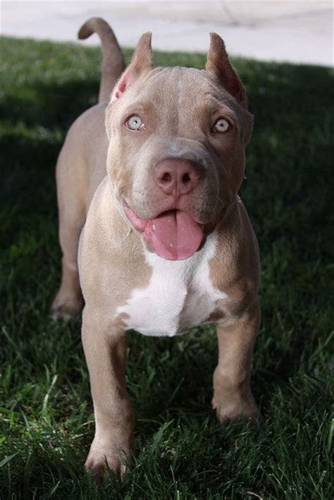 Choose the softest big ears dog for your children or for gifting purposes on alibaba.com at the lowest prices without compromising on quality. 20+ Cute Pitbull Dog Puppies | FallinPets