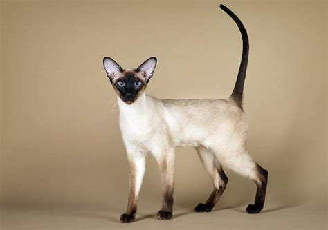 Siamese Cat Breed Profile History And Personality Cat World