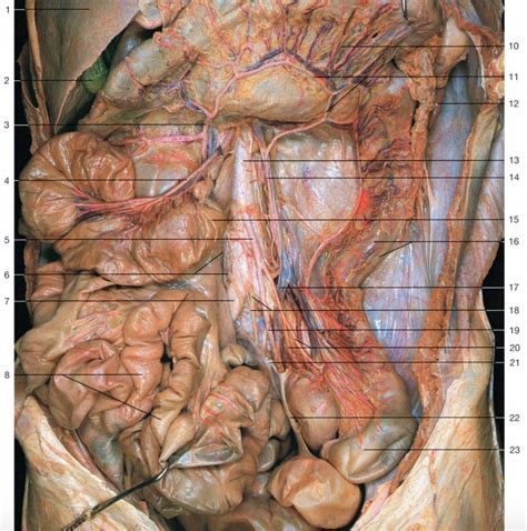 Inferior Mesentery Diagram Quizlet