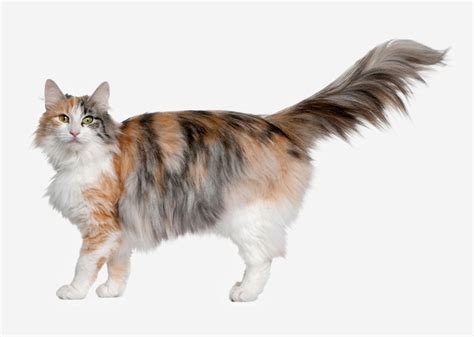 Orientals are long, slender, stylised cats. Europetnet - Oriental Longhair