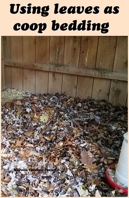 Using Leaves As Coop Bedding Murano Chicken Farm