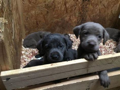 Akc Silver And Charcoal Lab Puppies For Sale In Troy Illinois