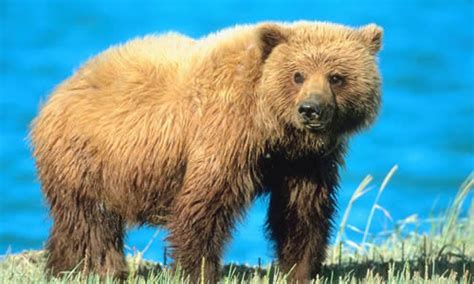 Grizzly Bear Key Facts Information And Pictures