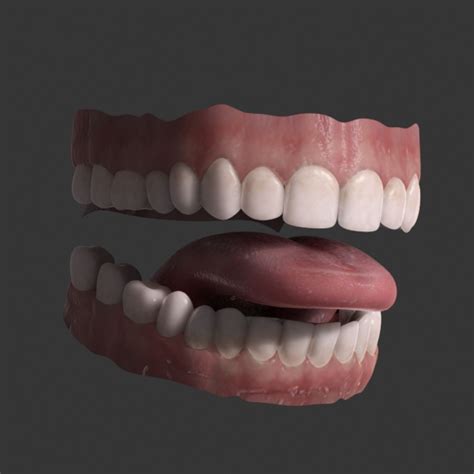 Teeth 3d Model Max Obj