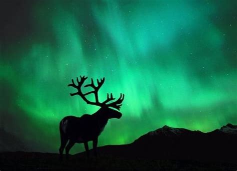 Caribou And Northern Lights Photo From National Geographic Northern