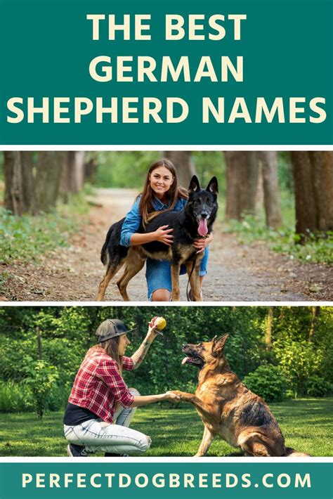 Best German Shepherd Names In 2020 German Shepherd German Shepherd