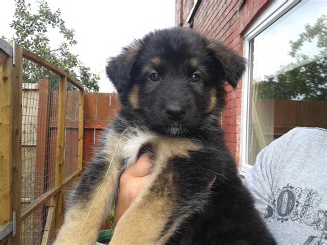 They will be microchipped utd on all shots deworming and will have letter of health from veterinarian. £400 German Shepherd x Northern Inuit pups « Puppies for ...