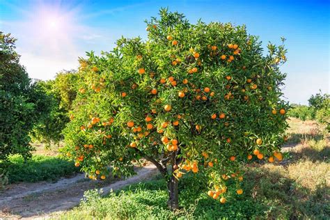 Naranja Conoce Todo Sobre Esta Fruta Propiedades Y Beneficios Cultivo