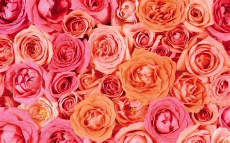 Valentines Day Roses Wallpaper Wallpaper High