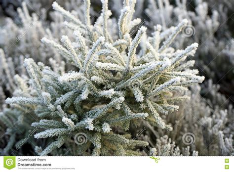 Frost And Ice Crystals On Small Spruce Tree Stock Image Image Of