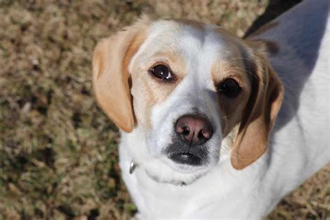 The Beagador Beagle Lab Mix Breed Information Your Dog Advisor