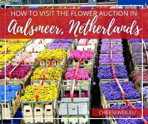 how to visit the aalsmeer flower auction from amsterdam the netherlands cheeseweb day trips