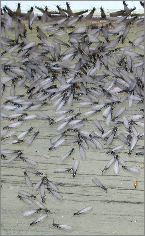 Swarming Termites Ram Exterminators Pest Control Blog