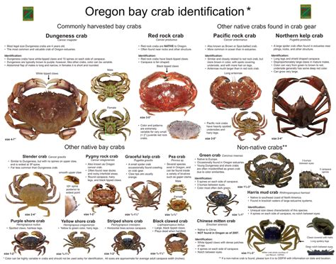 Crab Identification Chart
