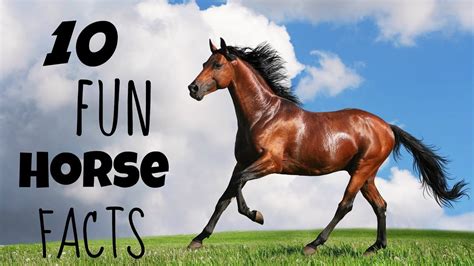10 Fun Facts About Horses Youtube