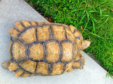 Vintage Mulberry Tortoise Shells