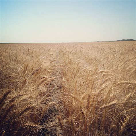 A Beautiful Wheat Field In Kansas Harvest 2015 Photo By Casey