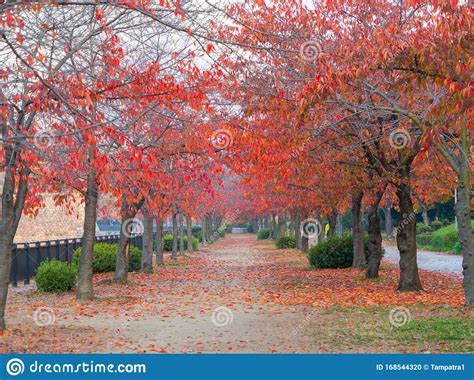 Red Maple Leaves Corridor With Street Road Or Path Way Fall Foliage