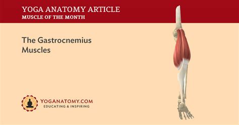 Gastrocnemius Muscles
