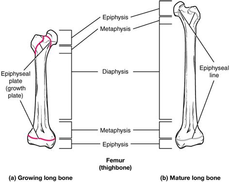 Bone Boundless Biology